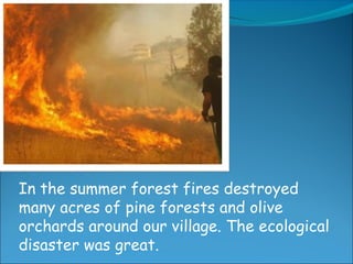 In the summer forest fires destroyed
many acres of pine forests and olive
orchards around our village. The ecological
disaster was great.
 