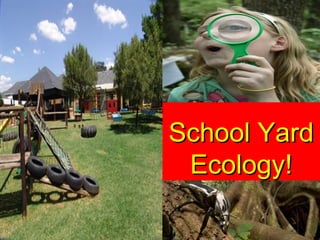 School YardSchool Yard
Ecology!Ecology!
 