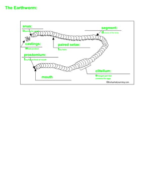 The Earthworm:



       anus:                                                segment:
       opening for waste                                    divisons of the body


         castings:                    paired setae:
         waste product                tiny hairs
        prostomium:
        tiny flap at front of mouth


                                                      clitellum:
                             mouth                    enlarged part that
                                                      contains the eggs
 