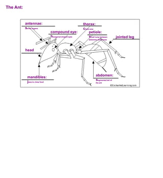 The Ant:


           antennae:                                    thorax:
           sense organs                                 chest area
                                compound eye:                petiole:
                                hexagonal shaped eyes        small lump between         jointed leg
                                                             abdomen and thorax




           head




                                                                    abdomen:
            mandibles:
                                                                    segmented tail of
            jaws to chew food                                       the ant
 
