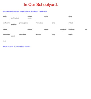 In Our Schoolyard.
Which animals do you think you will find in our schoolyard? Please circle.


snails                                   spiders                    moths                          slugs
              cockroaches                wasps


earthworms                  grasshoppers               mosquitoes             ants                 crickets
              silverfish


slaters                                  cicadas                    beetles           millipedes   butterflies   flies


dragonflies                 centipedes                 ladybirds              birds                lizards
              aphids


bees



Why do you think you will find these animals?
 