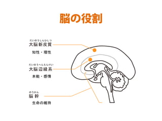脳の役割
 