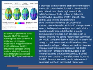 Il processo di maturazione stabilisce connessioni
tra circuiti corticali orbitofrontali e circuiti limbici
subcorticali, così che la regione corticale
orbitofrontale controlla nel corso della vita
dell’individuo i processi emotivi impliciti, non
verbali.Solo intorno ai diciotto mesi
si ha una intensificazione dei processi di
maturazionenell’emisferosinistro.Contemporaneam
ente ,a livello prefrontale,i processi maturativi si
spostano dalle aree orbitofrontali a quelle
dorsolaterali,prefrontali, non connesse con le
regioni limbiche ma con le regioni neosubcorticali
del lobulo parietale inferiore, implicato in funzioni di
categorizzazione numerica o divisualizzazione
spaziale.Lo sviluppo della corteccia dorso laterale,
maggiore nell’emisfero sinistro che nel destro
coincide con l’emergere del linguaggio e con
l’intensificazione di funzioniesecutive, di abilità
astratte, non caratterizzate affettivamente, come
l’abilità di mantenere nella mente informazioni
sensoriali, anche in momenti di distrazione.
La corteccia prefrontale dorso
laterale (DLPFC) è quindi
l’ultima parte della corteccia a
maturare. Le immagini
mostrano in 4 tappe evolutive
(dai 5 ai 20 anni dietà) lo
slittamento dal rosso (meno
maturo) al viola (piùmaturo),
della maturazione cerebrale
della DLPFC (quadratobianco).
 