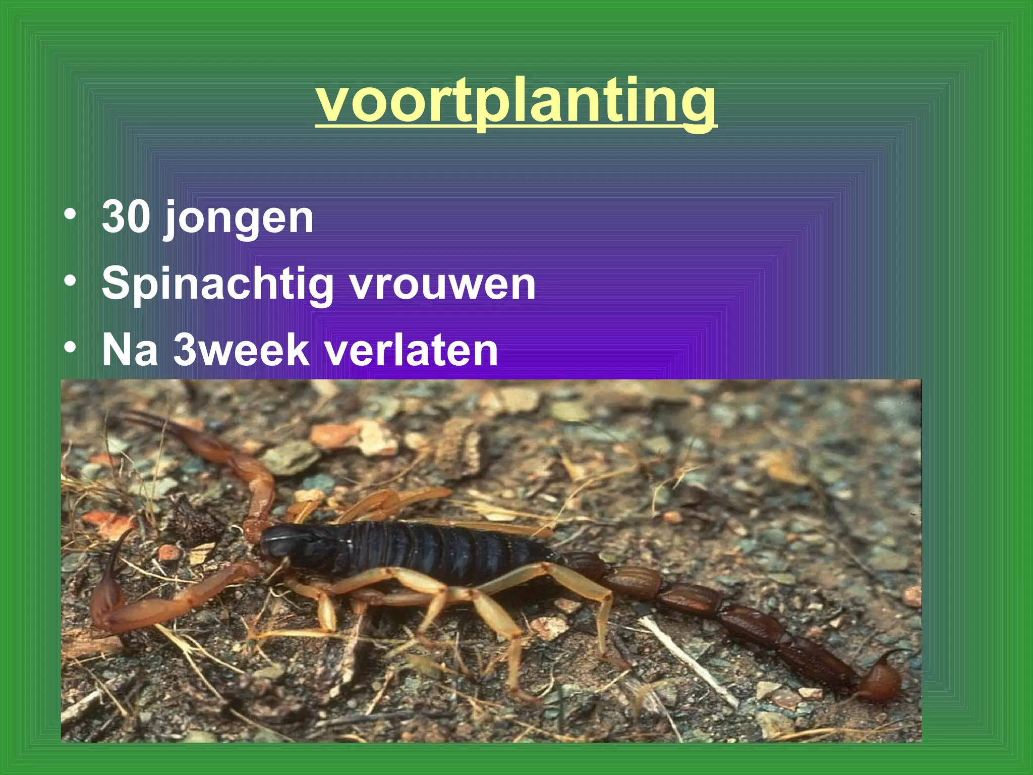 Schorpioen Bahri En Lowie PPT schorpioen-bahri-en-lowie-ppt