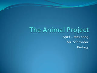 The Animal Project April – May 2009 Ms. Schroeder Biology 
