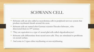 SCHWANN CELL
• Schwann cells are also called as neurolemma cells in peripheral nervous system that
produce myelinated sheath around the axon.
• Schwann cells are named after German scientist Theodor Schwann , who
discovered them in 19th century.
• ‘They are equivalent to a type of neural glial cells called oligodendrocytes’.
• Schwann cells differentiate from neural crest cells. They are stimulated to proliferate
on axonal surface.
• And come in 2 types either myelinating or non-mylelinating
 
