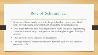 Role of Schwann cell
• Schwann cells are mostly present in the peripheral nervous system which
helps in synthesizing neuronal sheath around the myelinating axons.
• They repair Schwann cells form regeneration tracks that guide regenerating
axons back to their targets and provide essential trophic support for injured
neuron.
• They allow the nerve impulses to travel faster.
• Through release of immunomodulators Schwann cells acts as a immune
compitent cells.
 