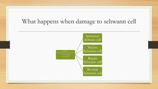 What happens when damage to schwann cell
Melanocytes
Endo neural fibroblasts enteric neurons
Chromaffin cells
Tooth pulp cells
Immature
Schwan cell
Mylein
Schwann cell
Repair
Schwann cell
Re-mak
Schwann cell
 