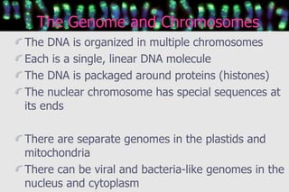 The Genome and Chromosomes <ul><li>The DNA is organized in multiple chromosomes </li></ul><ul><li>Each is a single, linear...