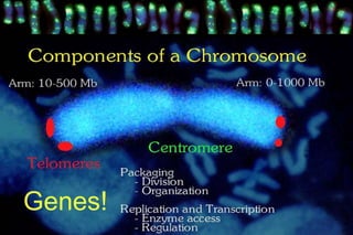 Plant Chromosomes: European Cytogeneticists outline: Trude Schwarzacher and Pat Heslop-Harrison