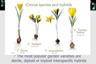 <ul><li>The most popular garden varieties are sterile, diploid or triploid interspecific hybrids </li></ul>