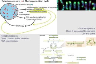 Retrotransposons Class I transposable elements RNA intermediate DNA transposons Class II transposable elements Cut-and-paste 
