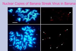 Nuclear Copies of Banana Streak Virus in Banana 