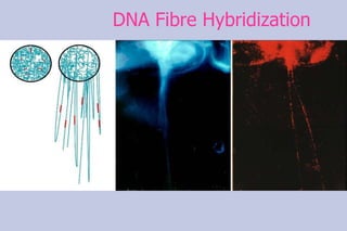 DNA Fibre Hybridization 