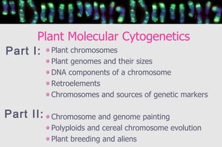 Plant Molecular Cytogenetics <ul><ul><li>Plant chromosomes </li></ul></ul><ul><ul><li>Plant genomes and their sizes </li><...