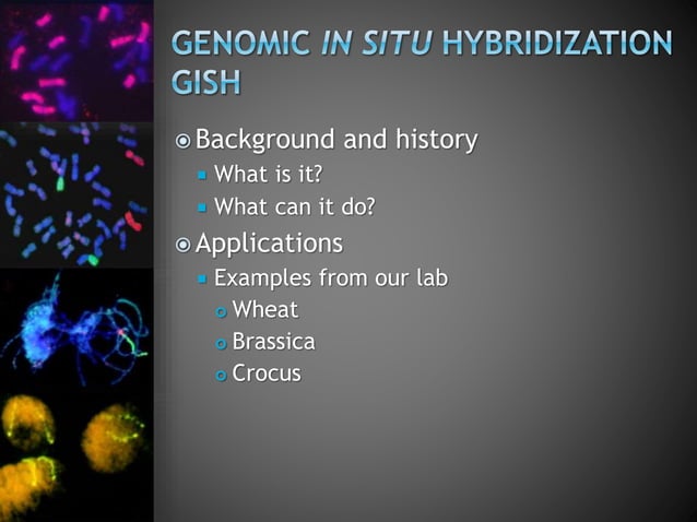 In situ hybridization results and examples for course Trude ...