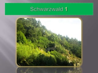 Schwarzwald 1 