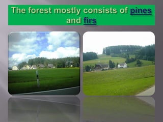 The forest mostly consists of pines and firs
