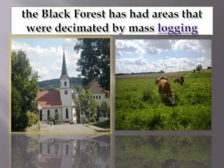 the Black Forest has had areas that were decimated by mass logging