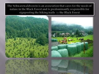 The Schwarzwaldverein is an association that cares for the needs of nature in the Black Forest and is predominantly responsible for signposting the hiking trails inthe Black Forest