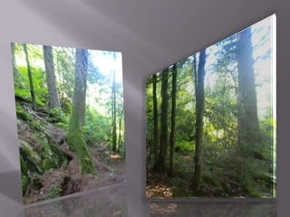 Schwarzwald 1