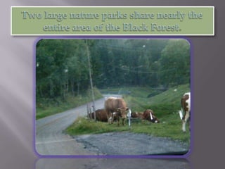 Two large nature parks share nearly the entire area of the Black Forest.