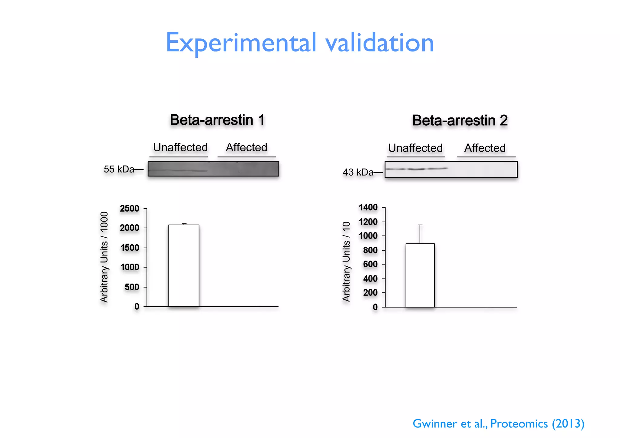 55 kDa 43 kDa
ArbitraryUnits/1000
ArbitraryUnits/10
Experimental validation
Gwinner et al., Proteomics (2013)
 