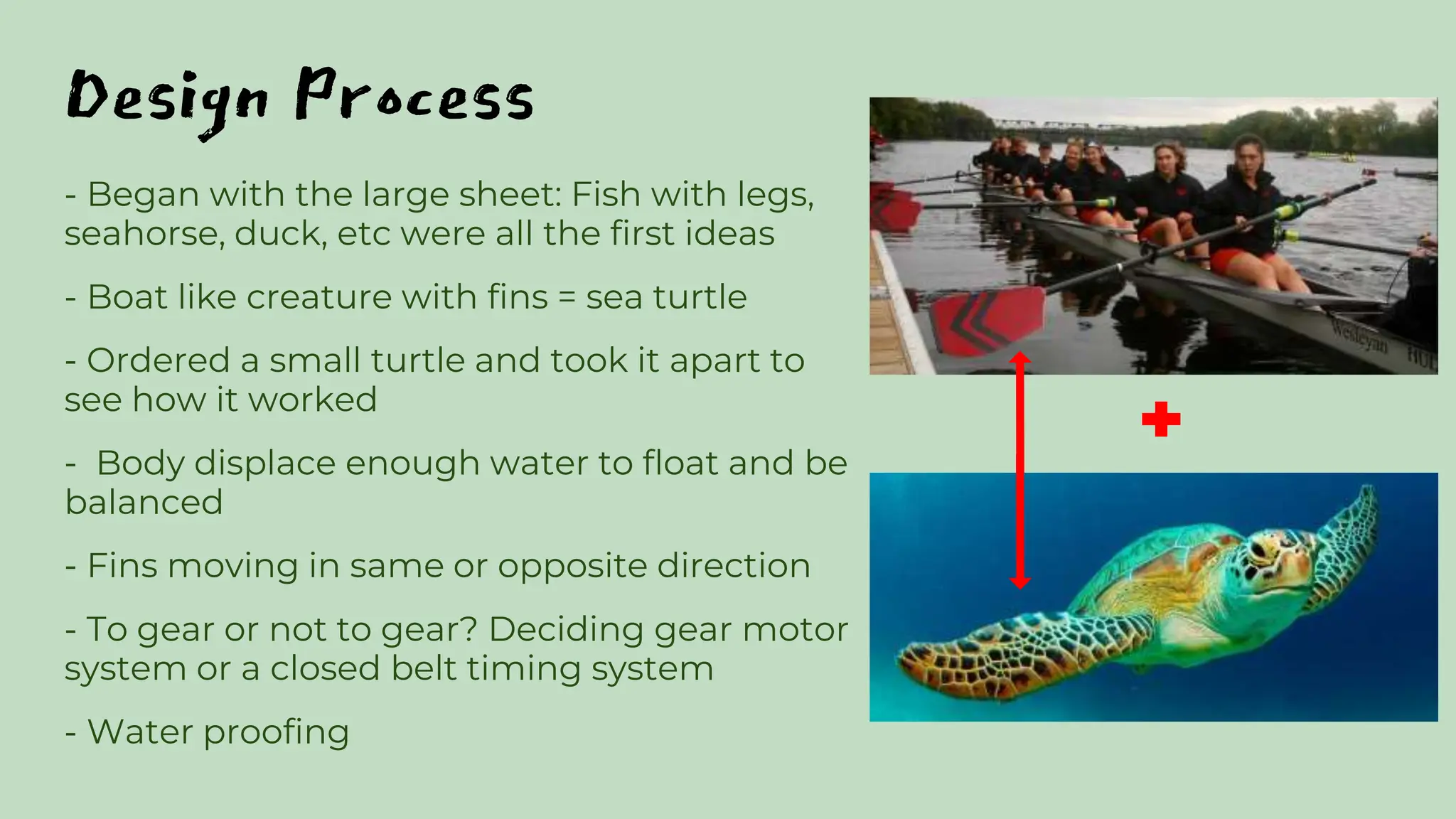 Design Process
- Began with the large sheet: Fish with legs,
seahorse, duck, etc were all the first ideas
- Boat like creature with fins = sea turtle
- Ordered a small turtle and took it apart to
see how it worked
- Body displace enough water to float and be
balanced
- Fins moving in same or opposite direction
- To gear or not to gear? Deciding gear motor
system or a closed belt timing system
- Water proofing
 