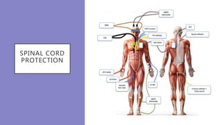 SPINAL CORD
PROTECTION
 