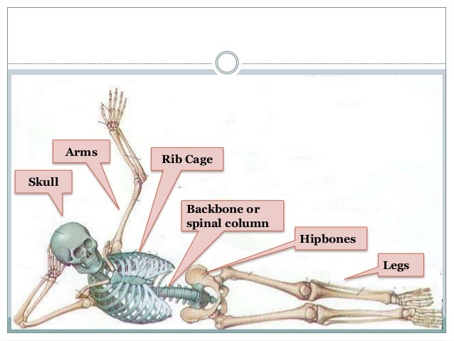 How Many Bones Make Up The Back Bone - How Many Bones Make Up The Back
