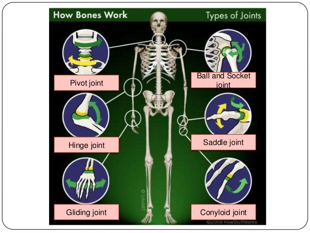 bones that join together and are held in place bones that join together and are held in place