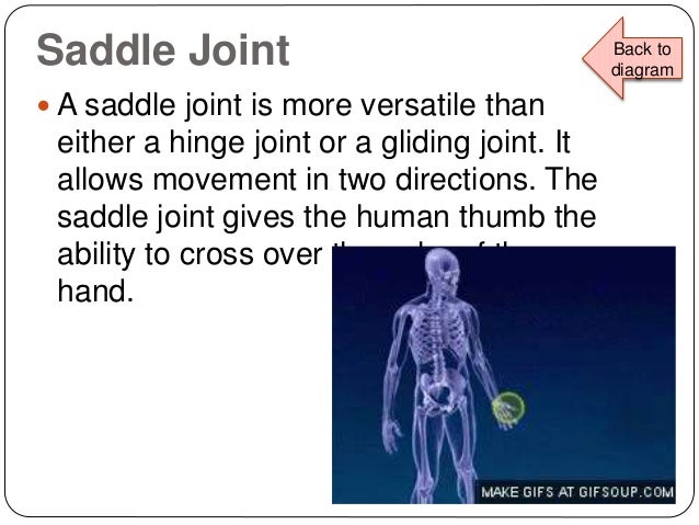 Sci 4-l-2-demonstrate how the skeletal system enables us ... joints bones diagram 