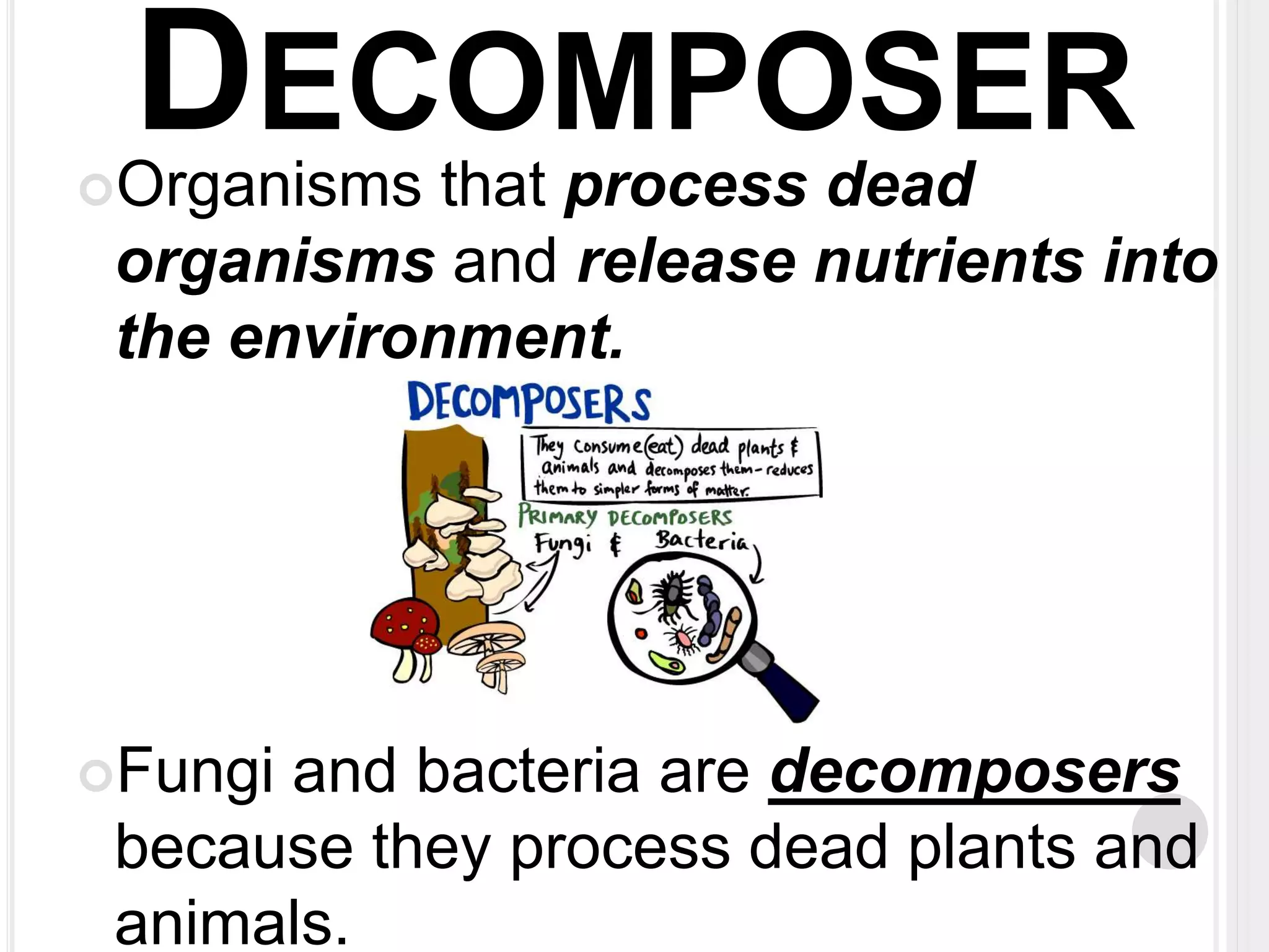 DECOMPOSER 
Organisms that process dead 
organisms and release nutrients into 
the environment. 
Fungi and bacteria are decomposers 
because they process dead plants and 
animals. 
 