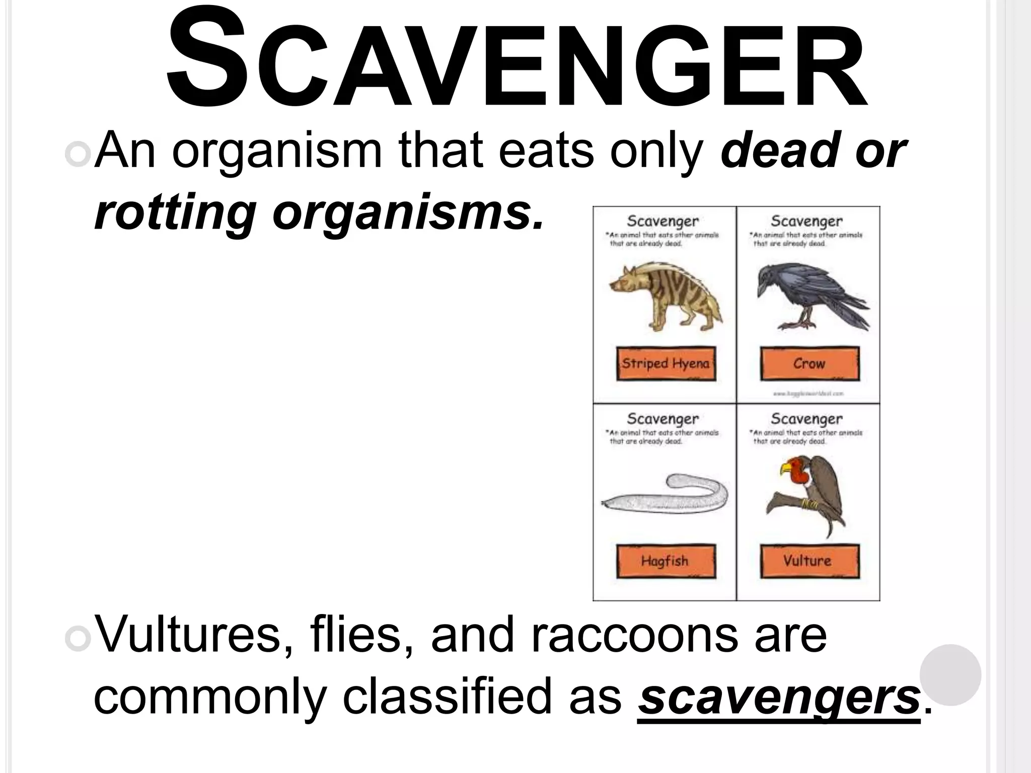SCAVENGER 
An organism that eats only dead or 
rotting organisms. 
Vultures, flies, and raccoons are 
commonly classified as scavengers. 
 
