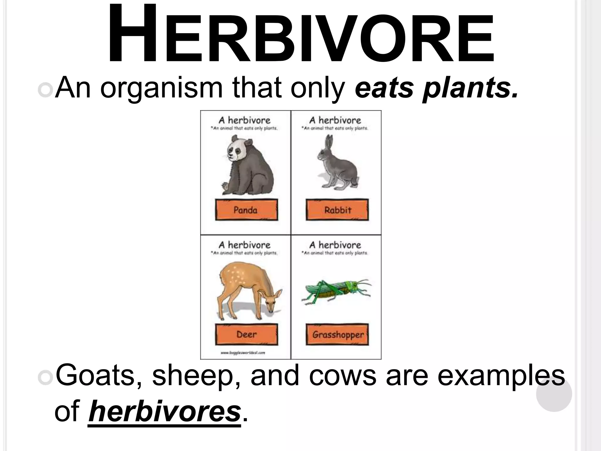 HERBIVORE 
An organism that only eats plants. 
Goats, sheep, and cows are examples 
of herbivores. 
 