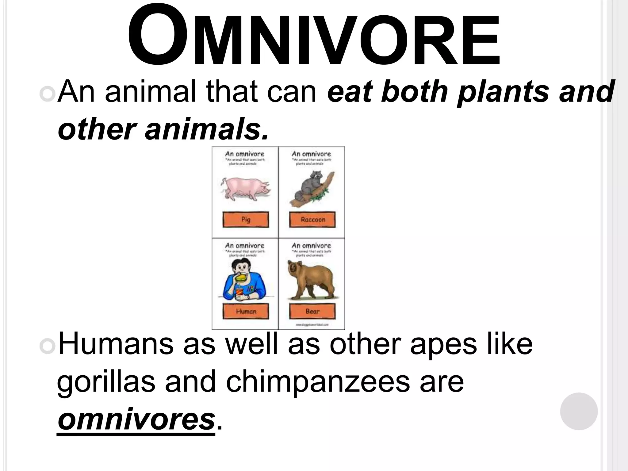 OMNIVORE 
An animal that can eat both plants and 
other animals. 
Humans as well as other apes like 
gorillas and chimpanzees are 
omnivores. 
 