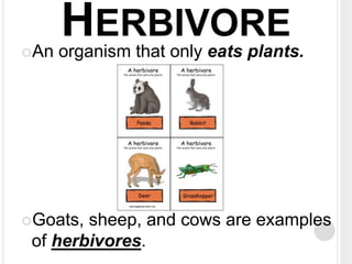 Science Ecosystem Relationships Vocabulary Cards | PPTX