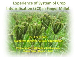    Experience of System of Crop Intensification (SCI) in Finger Millet  Dr. C.S.P. Patil Executive Director, GREEN Foundation Presentation to SCI National Colloquium, Patna, Bihar, March 1, 2011 