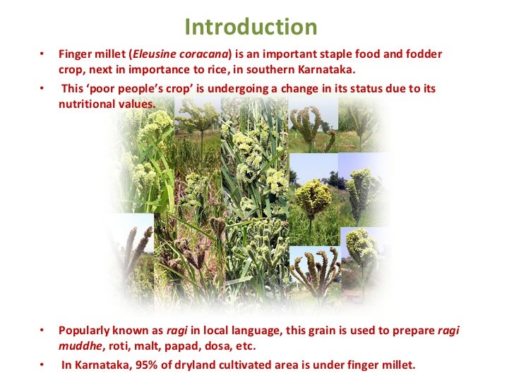 1162 Experience of System of Crop Intensification (SCI) in Finger Mil…