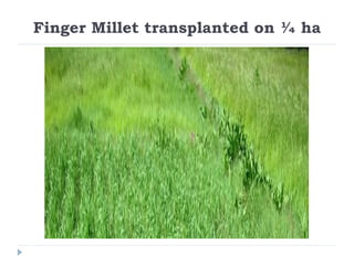 Finger Millet transplanted on ¼ ha 