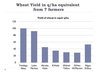Wheat Yield in q/ha equivalent  from 7 farmers 