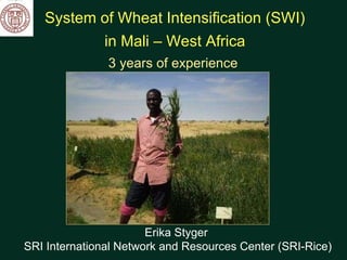 System of Wheat Intensification (SWI)  in Mali – West Africa 3 years of experience  Erika Styger  SRI International Network and Resources Center (SRI-Rice) 