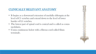 CLINICALLY RELEVANT ANATOMY
• It begins as a downward extension of medulla oblongata at the
level of C1 vertebra and extend down to the level of lower
border of L1 vertebra.
• The lowest part of spinal cord is conical and is called as conus
medularis.
• Conus continuous below with a fibrous cord called filum
terminale.
 