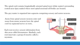 The spinal cord contains longitudinally oriented spinal tracts (white matter) surrounding
central areas (gray matter) where most spinal neuronal cell bodies are located.
The grey matter is organized into segments comprising sensory and motor neurons.
Axons from spinal sensory neurons enter and
axons from motor neurons leave the spinal
cord via segmental nerves or roots.
Each root receives sensory information from
skin areas called dermatomes. Similarly, each
root innervates a group of muscles called a
myotome.
 