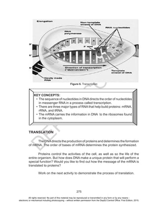 D
EPED
C
O
PY
275
TRANSLATION
The DNA directs the production of proteins and determines the
formation of mRNA. The order of bases of mRNA determines the protein
synthesized.
Proteins control the activities of the cell, as well as so the life of the
entire organism. But how does DNA make a unique protein that will perform
a special function? Would you like to find out how the message of the mRNA
is translated to proteins?
Figure 6. Transcription
KEY CONCEPTS:
•	 The sequence of nucleotides in DNAdirects the order of nucleotides
in messenger RNA in a process called transcription.
•	 There are three major types of RNA that help build proteins: mRNA,
rRNA, and tRNA.
•	The mRNA carries the information in DNA to the ribosomes found
in the cytoplasm.
TRANSLATION
The DNAdirects the production of proteins and determines the formation
of mRNA. The order of bases of mRNA determines the protein synthesized.
Proteins control the activities of the cell, as well as so the life of the
entire organism. But how does DNA make a unique protein that will perform a
special function? Would you like to find out how the message of the mRNA is
translated to proteins?
Work on the next activity to demonstrate the process of translation.
All rights reserved. No part of this material may be reproduced or transmitted in any form or by any means -
electronic or mechanical including photocopying – without written permission from the DepEd Central Office. First Edition, 2015.
 