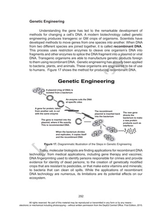 D
EPED
C
O
PY
292
	 Today, molecular biologists are finding applications for recombinant DNA
technology: from medical applications, including gene therapy and vaccines;
DNA fingerprinting used to identify persons responsible for crimes and provide
evidence for identity of dead persons; to the creation of genetically modified
crops that are resistant to pesticides, or that make extra vitamins and minerals;
to bacteria that can clean oil spills. While the applications of recombinant
DNA technology are numerous, its limitations are its potential effects on our
ecosystem.
Genetic Engineering
Understanding the gene has led to the remarkable development of
methods for changing a cell’s DNA. A modern biotechnology called genetic
engineering produces transgenic or GM crops of organisms. Scientists have
developed methods to move genes from one species into another. When DNA
from two different species are joined together, it is called recombinant DNA.
This process uses restriction enzymes to cleave one organism’s DNA into
fragments and other enzymes to splice the DNA fragment into a plasmid or viral
DNA. Transgenic organisms are able to manufacture genetic products foreign
to them using recombinant DNA. Genetic engineering has already been applied
to bacteria, plants, and animals. These organisms are engineered to be of use
to humans. Figure 17 shows the method for producing recombinant DNA.
Figure 17. Diagrammatic Illustration of the Steps in Genetic Engineering
A plasmid (ring of DNA) is
isolated from a bacterium
An enzyme cuts the DNA
at specific sites
A gene for protein, taken
from another cell, is cut
with the same enzyme
The gene is inserted into the
plasmid, where it fits exactly.
This is recommended DNA.
When the bacterium divides
and replicates, it copies itself
and the recombinant DNA
The recombinant
plasmid is inserted back
into the bacterium
The new gene
directs the
bacterium to make
a new protein
products such as
interferon
All rights reserved. No part of this material may be reproduced or transmitted in any form or by any means -
electronic or mechanical including photocopying – without written permission from the DepEd Central Office. First Edition, 2015.
 