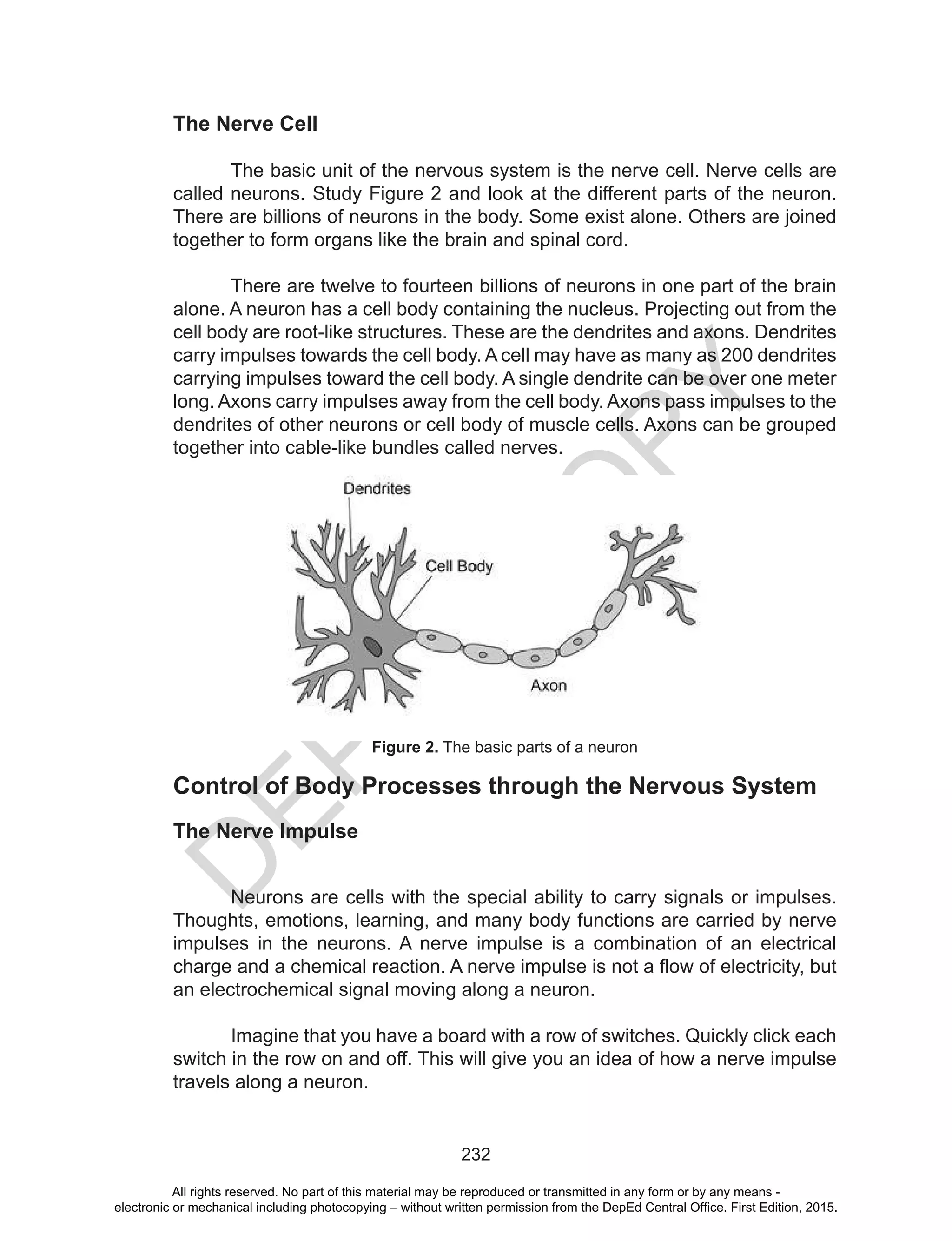 D
EPED
C
O
PY
232
The Nerve Cell
The basic unit of the nervous system is the nerve cell. Nerve cells are
called neurons. Study Figure 2 and look at the different parts of the neuron.
There are billions of neurons in the body. Some exist alone. Others are joined
together to form organs like the brain and spinal cord.
There are twelve to fourteen billions of neurons in one part of the brain
alone. A neuron has a cell body containing the nucleus. Projecting out from the
cell body are root-like structures. These are the dendrites and axons. Dendrites
carry impulses towards the cell body. A cell may have as many as 200 dendrites
carrying impulses toward the cell body. A single dendrite can be over one meter
long. Axons carry impulses away from the cell body. Axons pass impulses to the
dendrites of other neurons or cell body of muscle cells. Axons can be grouped
together into cable-like bundles called nerves.
Control of Body Processes through the Nervous System
The Nerve Impulse
	 Neurons are cells with the special ability to carry signals or impulses.
Thoughts, emotions, learning, and many body functions are carried by nerve
impulses in the neurons. A nerve impulse is a combination of an electrical
charge and a chemical reaction. A nerve impulse is not a flow of electricity, but
an electrochemical signal moving along a neuron.
	 Imagine that you have a board with a row of switches. Quickly click each
switch in the row on and off. This will give you an idea of how a nerve impulse
travels along a neuron.
Figure 2. The basic parts of a neuron
All rights reserved. No part of this material may be reproduced or transmitted in any form or by any means -
electronic or mechanical including photocopying – without written permission from the DepEd Central Office. First Edition, 2015.
 