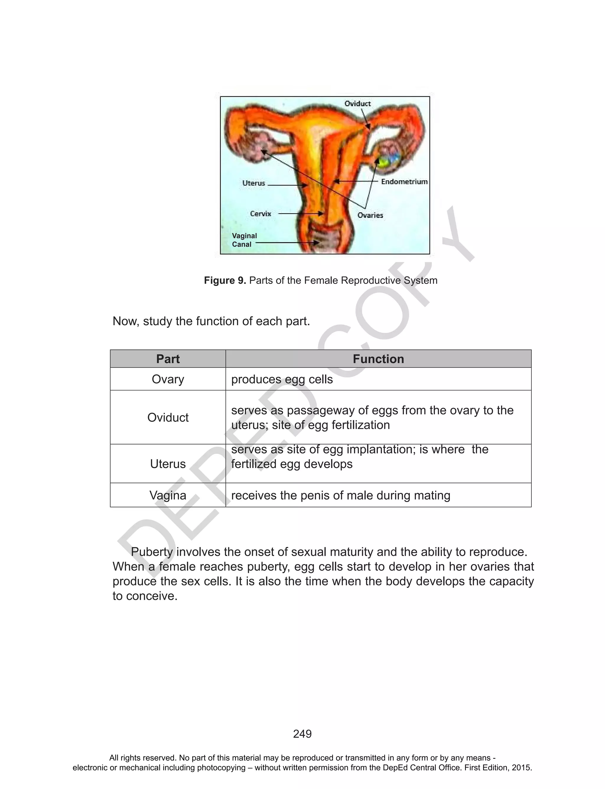 D
EPED
C
O
PY
249
Now, study the function of each part.
Part Function
Ovary produces egg cells
Oviduct
serves as passageway of eggs from the ovary to the
uterus; site of egg fertilization
Uterus
serves as site of egg implantation; is where the
fertilized egg develops
Vagina receives the penis of male during mating
Puberty involves the onset of sexual maturity and the ability to reproduce.
When a female reaches puberty, egg cells start to develop in her ovaries that
produce the sex cells. It is also the time when the body develops the capacity
to conceive.
Figure 9. Parts of the Female Reproductive System
Vaginal
Canal
All rights reserved. No part of this material may be reproduced or transmitted in any form or by any means -
electronic or mechanical including photocopying – without written permission from the DepEd Central Office. First Edition, 2015.
 