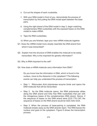 274
Q1. Does the mRNA model more closely resemble the DNA strand from
which it was transcribed?
Q2. Explain how the structure of DNA enables the molecule to be easily
transcribed. Why is this important for genetic information?
Q3. Why is RNA important to the cell?
Q4. How does a mRNA molecule carry information from DNA?
	 Do you know how the information in DNA, which is found in the
nucleus, move to the ribosome in the cytoplasm? The following
events can help you understand the process of transcription:
•	 Step 1. Ribonucleic Acid polymerase enzyme binds and opens the
DNA molecule that will be transcribed.
•	 Step 2. As the DNA molecule opens, the RNA polymerase slides
along the DNA strand and links free RNA nucleotides that pair with
the nitrogenous bases of the complementary DNA strand. Hence, if
the sequence of bases on the DNA strand were CCG TTA CAT, the
sequence of bases on the RNA strand would be GGC AAU GUA.
•	 Step 3. When the process of base-pairing is completed, the RNA
molecule breaks away as the DNA strands rejoin. The RNA leaves the
nucleus and goes to the cytoplasm. Figure 6 shows the transcription
process.
6.	 Cut out the shapes of each nucleotide.
7.	 With your DNA model in front of you, demonstrate the process of
transcription by first pulling the DNA model apart between the base
pairs.
8.	 Using the right strand of the DNA model in step 3, begin matching
complementary RNA nucleotides with the exposed bases on the DNA
model to make mRNA.
9.	 Tape the RNA nucleotides.
10.	When you are finished, tape your new mRNA molecule together.
 
