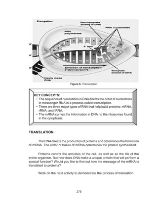 275
TRANSLATION
The DNA directs the production of proteins and determines the
formation of mRNA. The order of bases of mRNA determines the protein
synthesized.
Proteins control the activities of the cell, as well as so the life of the
entire organism. But how does DNA make a unique protein that will perform
a special function? Would you like to find out how the message of the mRNA
is translated to proteins?
Figure 6. Transcription
KEY CONCEPTS:
•	 The sequence of nucleotides in DNAdirects the order of nucleotides
in messenger RNA in a process called transcription.
•	 There are three major types of RNA that help build proteins: mRNA,
rRNA, and tRNA.
•	The mRNA carries the information in DNA to the ribosomes found
in the cytoplasm.
TRANSLATION
The DNAdirects the production of proteins and determines the formation
of mRNA. The order of bases of mRNA determines the protein synthesized.
Proteins control the activities of the cell, as well as so the life of the
entire organism. But how does DNA make a unique protein that will perform a
special function? Would you like to find out how the message of the mRNA is
translated to proteins?
Work on the next activity to demonstrate the process of translation.
 